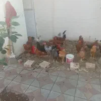 فریح بچه