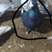 پنج عدد کفتر قلدور