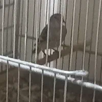 جوجه سهره دورگ فیروز کوه