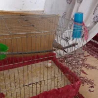 یک جفت فنچ زیبا