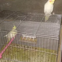عروس هلندی نرومادا