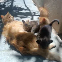 واگذاری بچه گربه