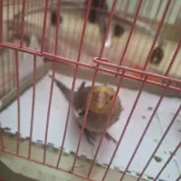 جوجه عروس هلندی