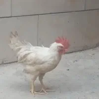 فروش ۱عددخروس