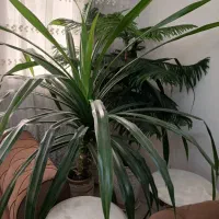 گل طبیعی|گل و گیاه طبیعی|تهران, سازمان برنامه شمالی|دیوار