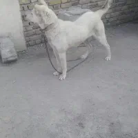 سگ سرابی|سگ|ارومیه, |دیوار