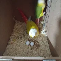 جفت مولد سانچیک‌ و آناناسی گرینچیک