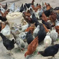 جوجه مرغ و خروس، وزن از  یک کیلو به بالا