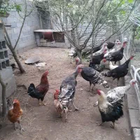 بوقلمون و مرغ خروس محلی