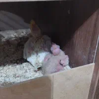 عروس هلندی جوجه