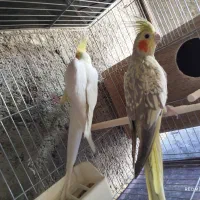 عروس هلندی با ۴ تا تخم