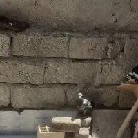 کبوتر سالم