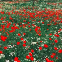 اولین سایکو تور طبیعتگردی آبشار اسطرخی شیروان