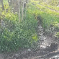 باغ سیب ۱۸ساله