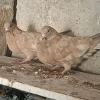 کله ای|پرنده|امیدیه, |دیوار