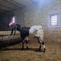 بز پاکستان