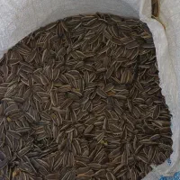 تخمه افتاب گردان درشت