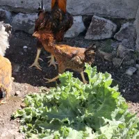 مرغ وخروس