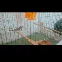 فنچ|لوازم نظافت|بافت, |دیوار