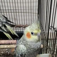 جوجه عروس هلندی نر سخنگو
