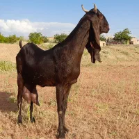 بز گلابی
