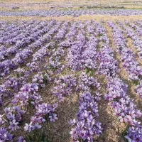 زعفران محلی