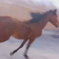 مادیون ۴ ساله