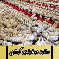 کارگر مرغداری