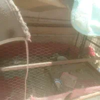 آغل قفس برای نگهداری حیوانات