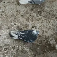 سرور|پرنده|سمنان, |دیوار