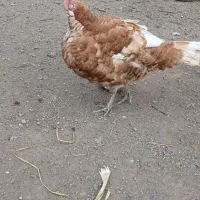 بوقلمون نر ۵۵۰