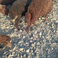نر بره فروشی