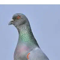 چندتا کبوتر خوشگل