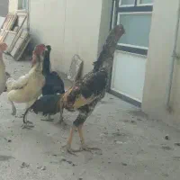 جوجه لاری یه ماه نیم