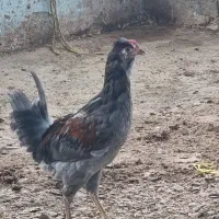 مرغ خروس گلین