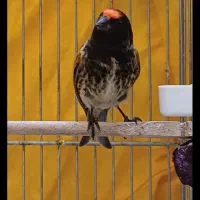 گلبسر جفتی مست و سهره اهوازی