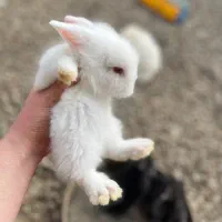 خرگوش لوپ اندازه کف دست فومن صومعه تولمشهر