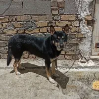 سگ ژرمن نر