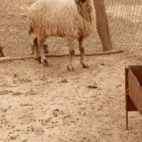 گوسفند وبره قوچ گاو بز گاومیش