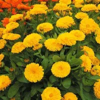 حراج بذر دانه تخم گل همیشه بهار دوباره شارژ شد