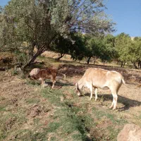 گاو وگوساله