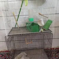 قفس پرنده جنس قدیمی
