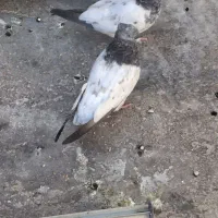 جفت کله الماسی