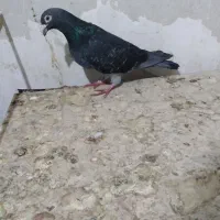 پلاکی موقیعت اردبیل
