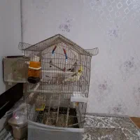 عروس هلندی نرو ماده مولد