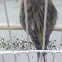 قناری|پرنده|اهواز, حصیرآباد|دیوار