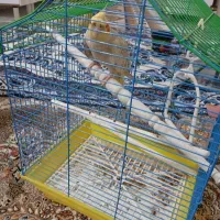 عروس هلندی