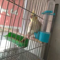 عروس هلندی ماده