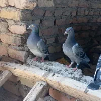 کفتر00