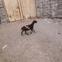 میش دورگ برشن سن ۱۱ ماه چاق وسالم ودست پابلند